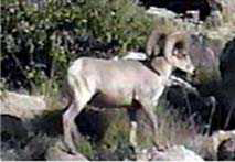 bighorn_by_Jim_Laakso1x2C.JPG (6511 bytes)