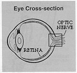 Eye Cross-section Diagram